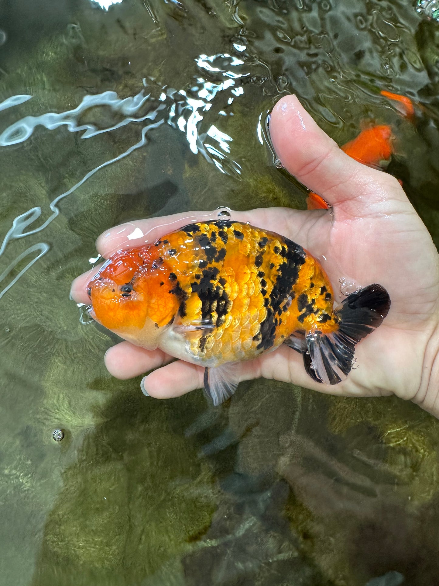 A Grade Tiger Ranchu Male 5 inches #062725LC_04