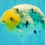 CHUBBY AAA Grade White Marble Blue Base Ranchu Male 5.5-6 inches #100226RC_28