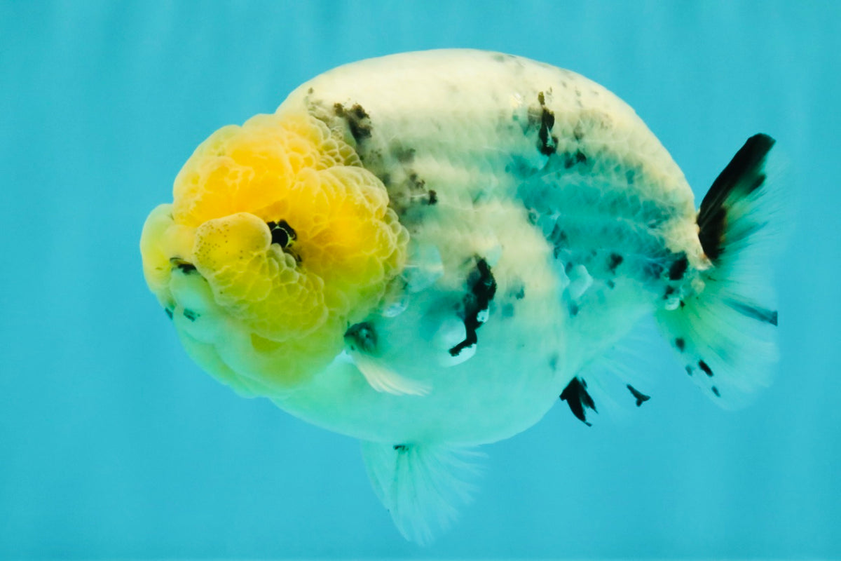 CHUBBY AAA Grade White Marble Blue Base Ranchu Male 5.5-6 inches #100226RC_28