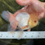 A Grade White Oranda Male 5.5-6 inches #060625OR_26
