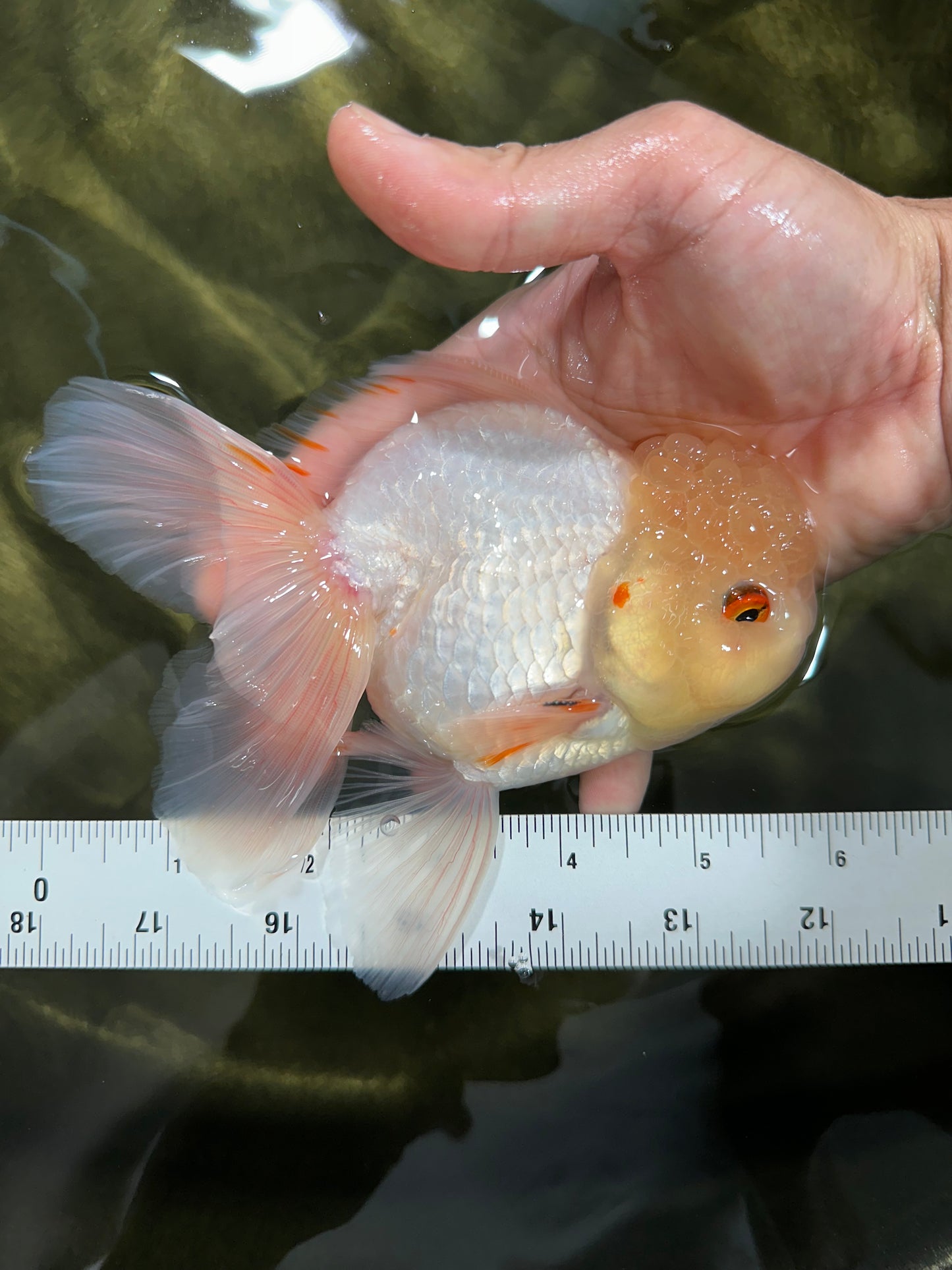 A Grade White Oranda Male 5.5-6 inches #060625OR_26