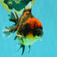 A Grade Tiger Oranda Male 5-5.5 inches #090426OR_06