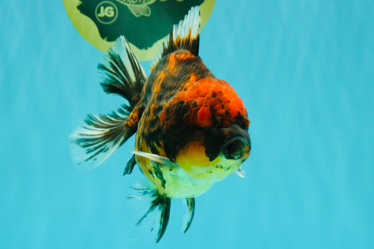 A Grade Tiger Oranda Male 5-5.5 inches #090426OR_06