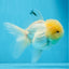 AAA Grade Lemonhead Oranda Male 4.5-5 inches #0830OR_12