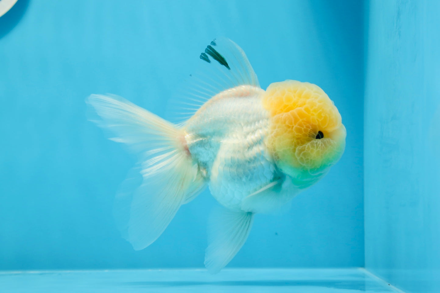 Oranda macho de cabeza de limón de grado AAA de 4,5 a 5 pulgadas n.º 0830OR_12