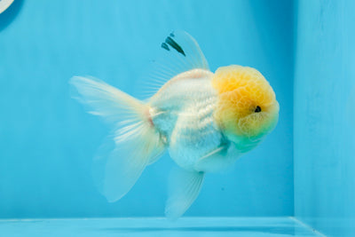 Oranda mâle à tête de citron de qualité AAA 4,5 à 5 pouces #0830OR_12