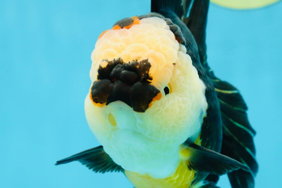 AAA Grade Tricolor Oranda Female 5.5-6 inches #050925OR_33