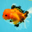 CHARLIE A Grade Apache Oranda Female 5 inches #041726OR_06
