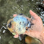 AAA Grade Marble Blue Base Yuanbao Male 5 inches #050126YB_16