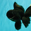 A Grade Black Oranda Male 5-5.5 inches #101626OR_02