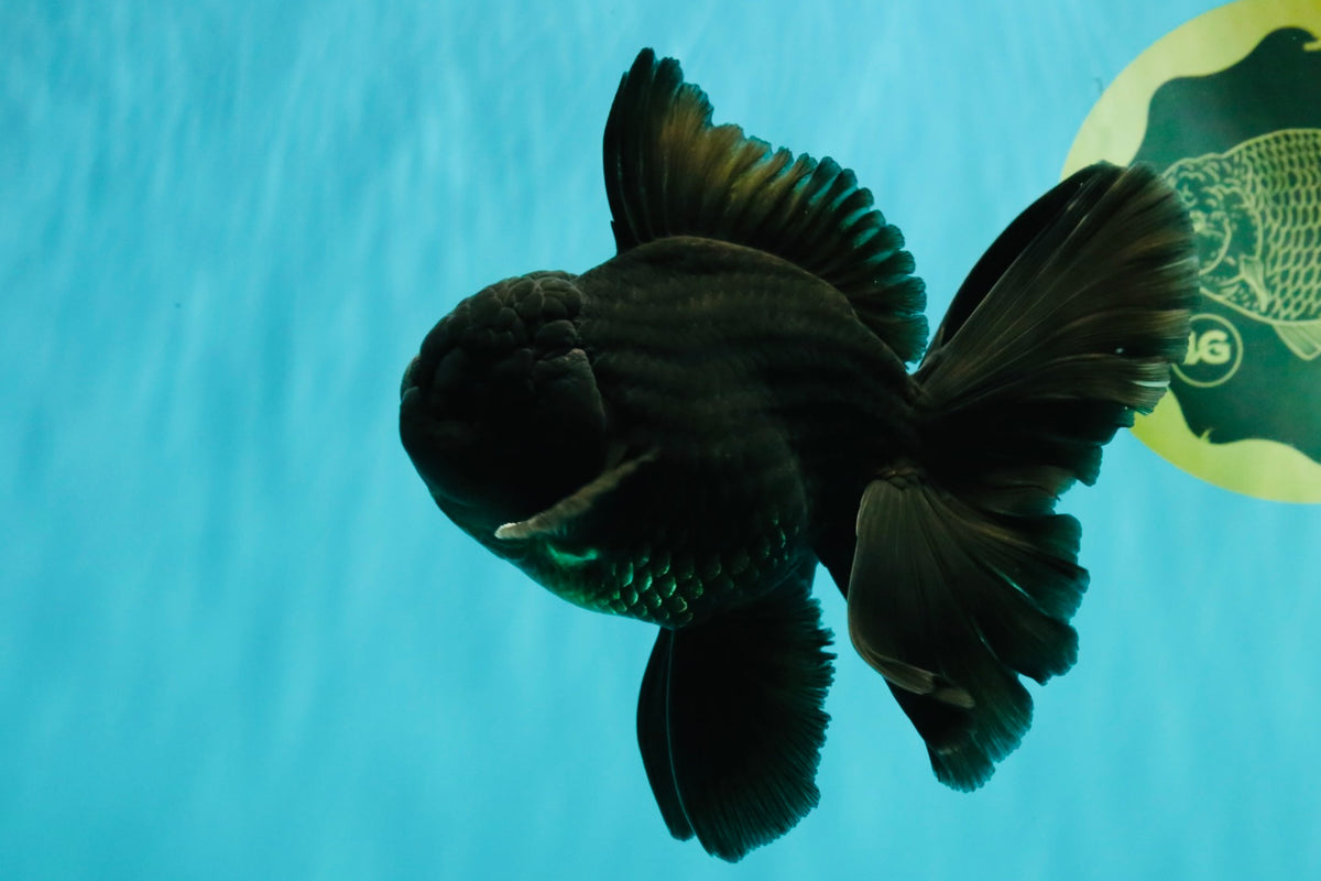 A Grade Black Oranda Male 5-5.5 inches #101626OR_02