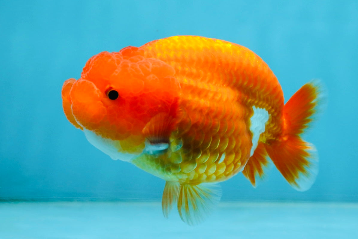 AAA Grade Young Red White LionQueen 4 inches #101025LC_04