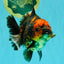 CHUNKY A Grade Tiger Yuanbao Female 5-5.5 inches #091826YB_10