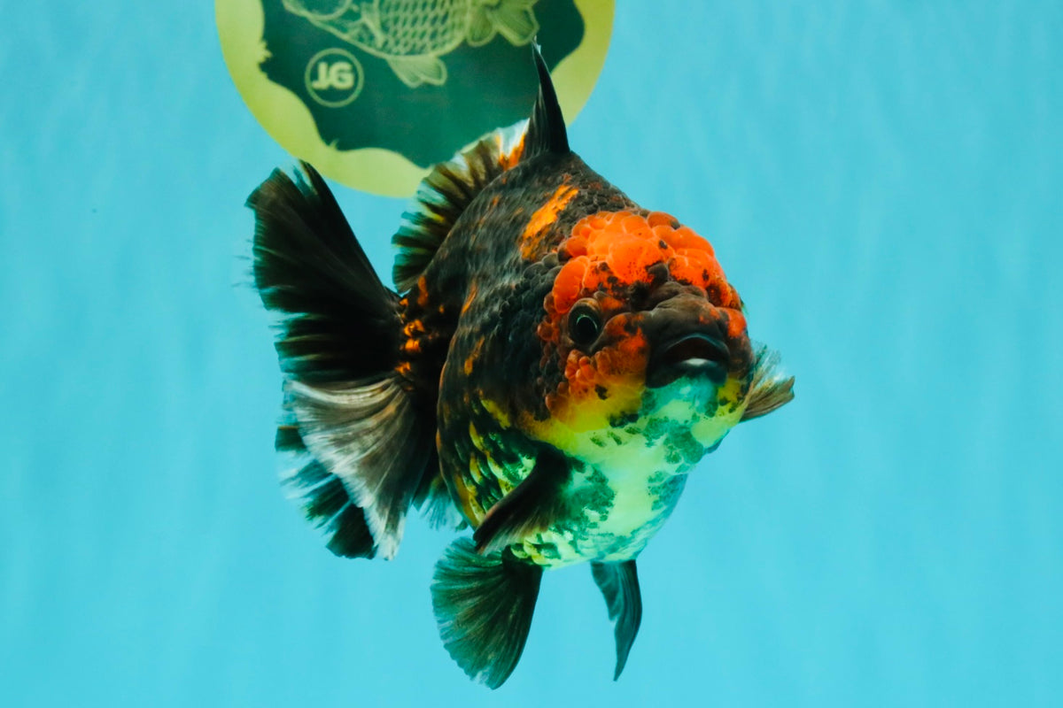 CHUNKY A Grade Tiger Yuanbao Female 5-5.5 inches #091826YB_10