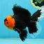 AAA Grade Apache Oranda Male 5-5.5 inches #050925OR_37