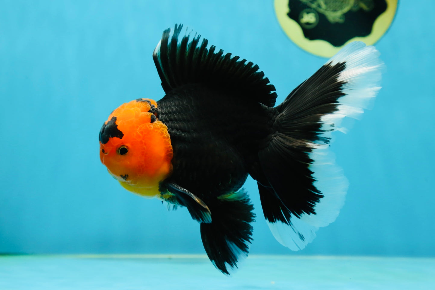 AAA Grade Apache Oranda Male 5-5.5 inches #050925OR_37