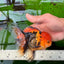 AAA Grade Apache Oranda Male 5 inches #0913OR_06