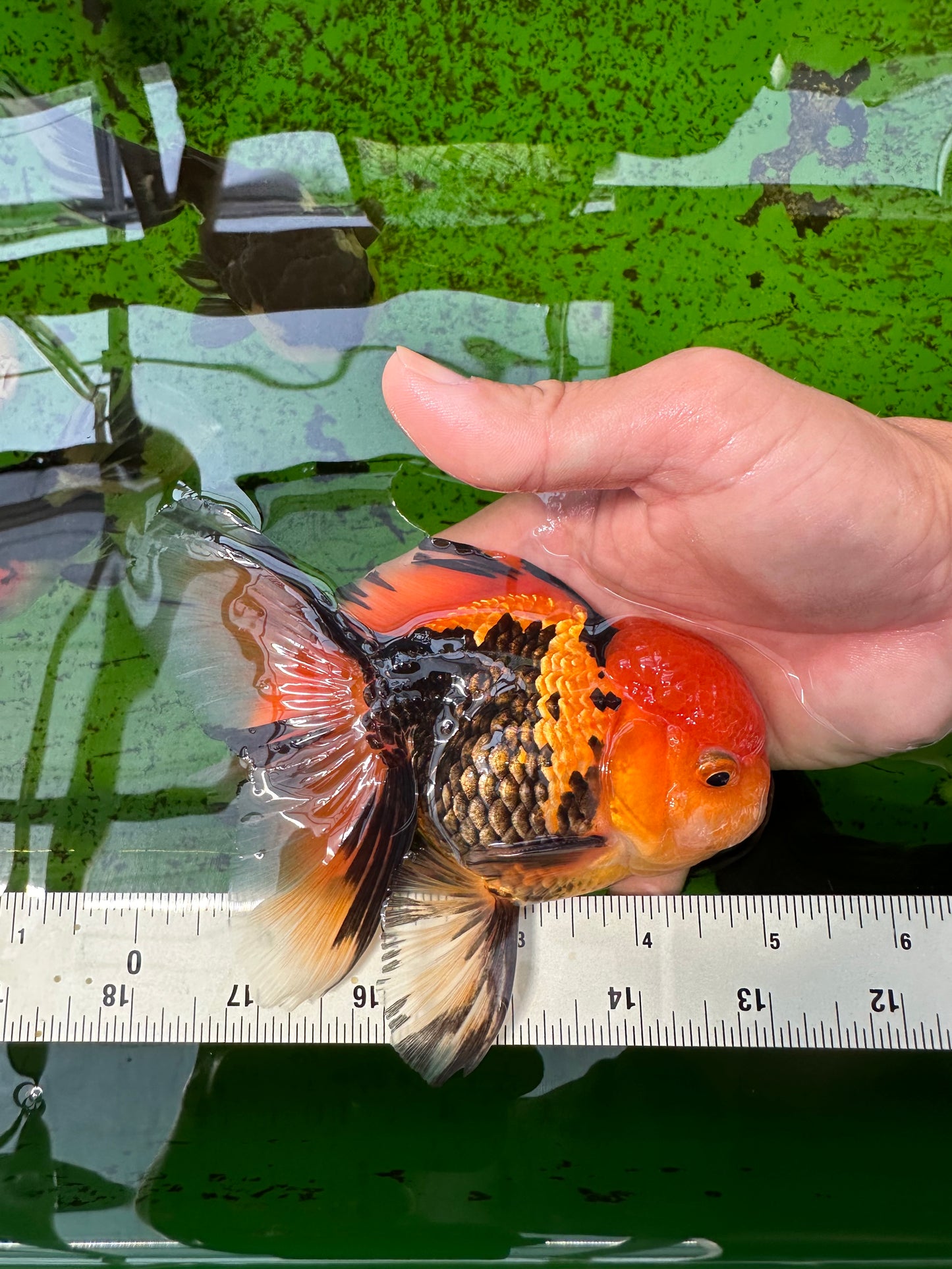 Macho Apache Oranda de grado AAA de 5 pulgadas n.° 0913OR_06