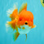AAA Grade Red Oranda Female 6.5 inches #071026OR_24
