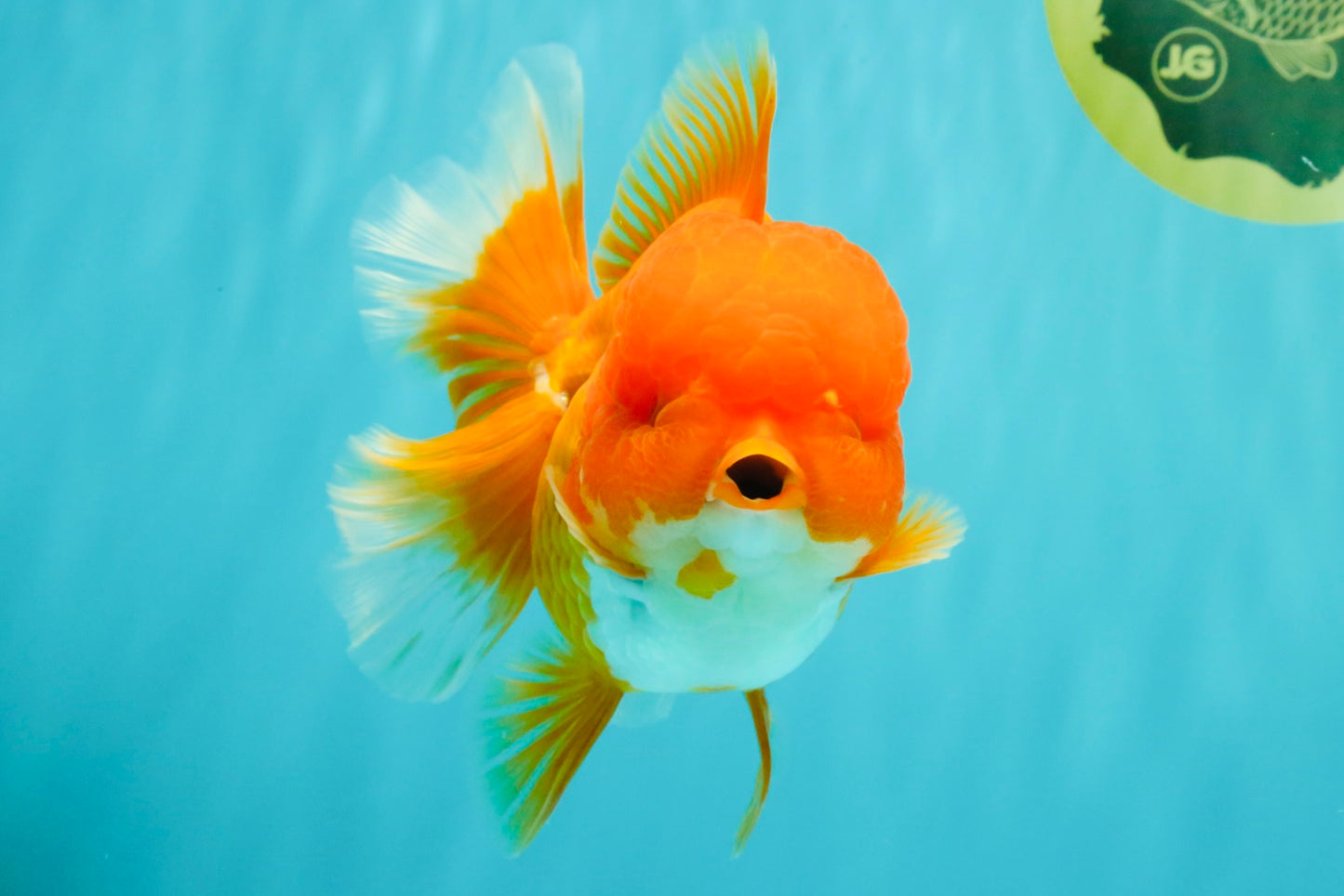 AAA Grade Red Oranda Female 6.5 inches #071026OR_24