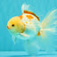 A Grade Kohaku Oranda Male 6-6.5 inches #090426OR_10