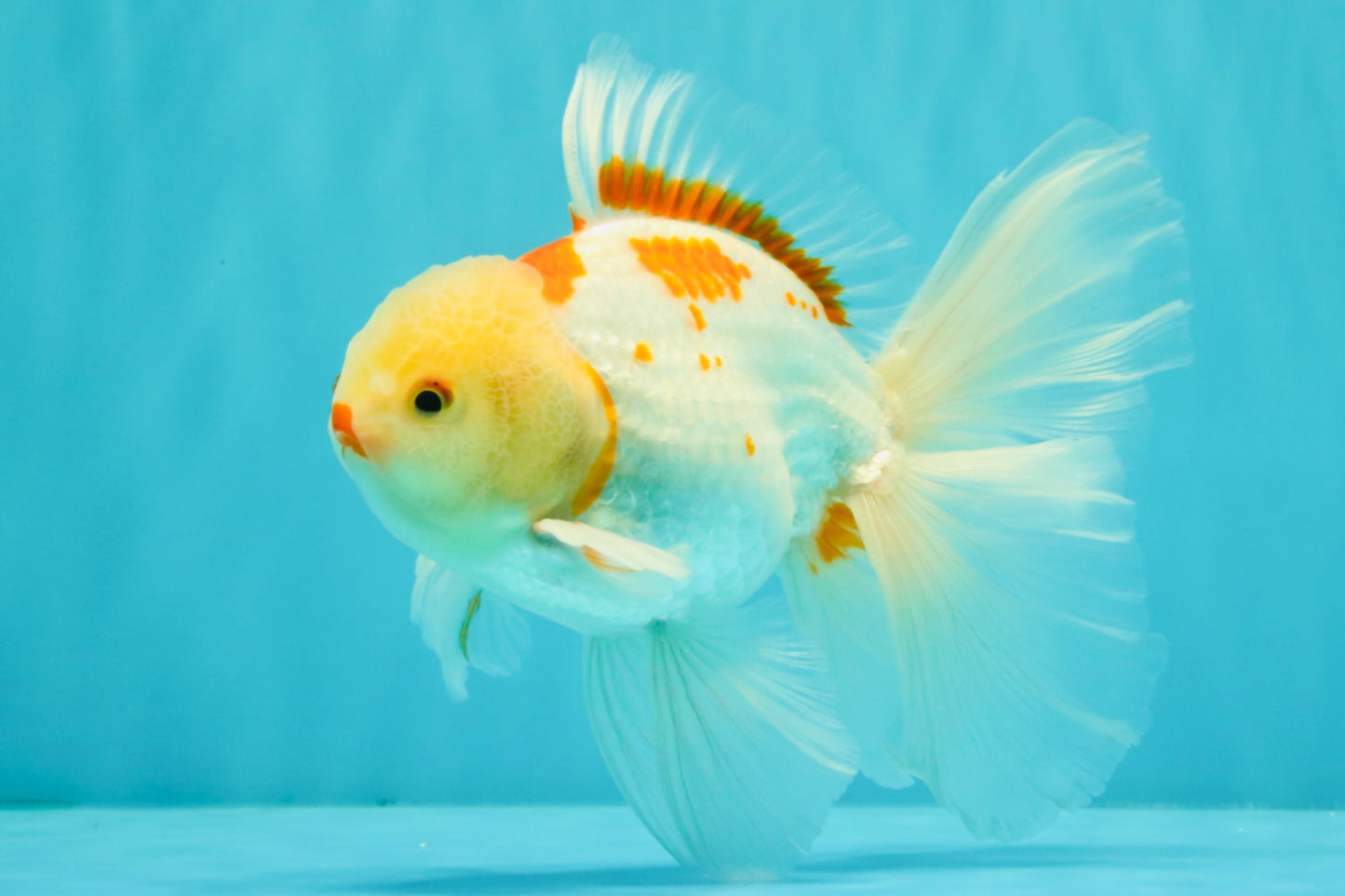 A Grade Kohaku Oranda Male 6-6.5 inches #090426OR_10