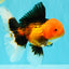 UNIQUE AAA Grade Apache Oranda Male 6 inches #101626OR_07