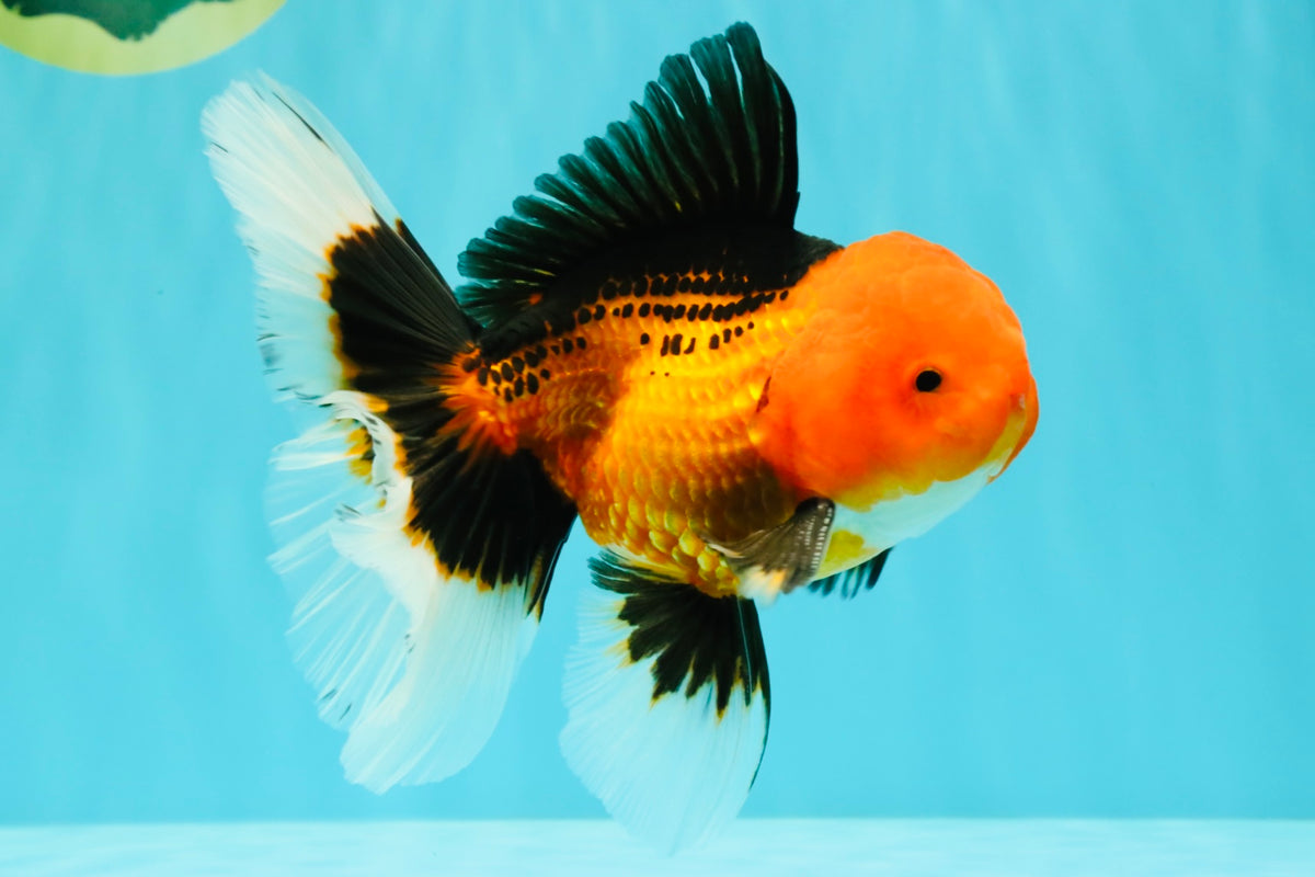 UNIQUE AAA Grade Apache Oranda Male 6 inches #101626OR_07