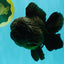 JUMBO AAA Grade Godzilla Black Oranda Male 6-6.5 inches #050826OR_01