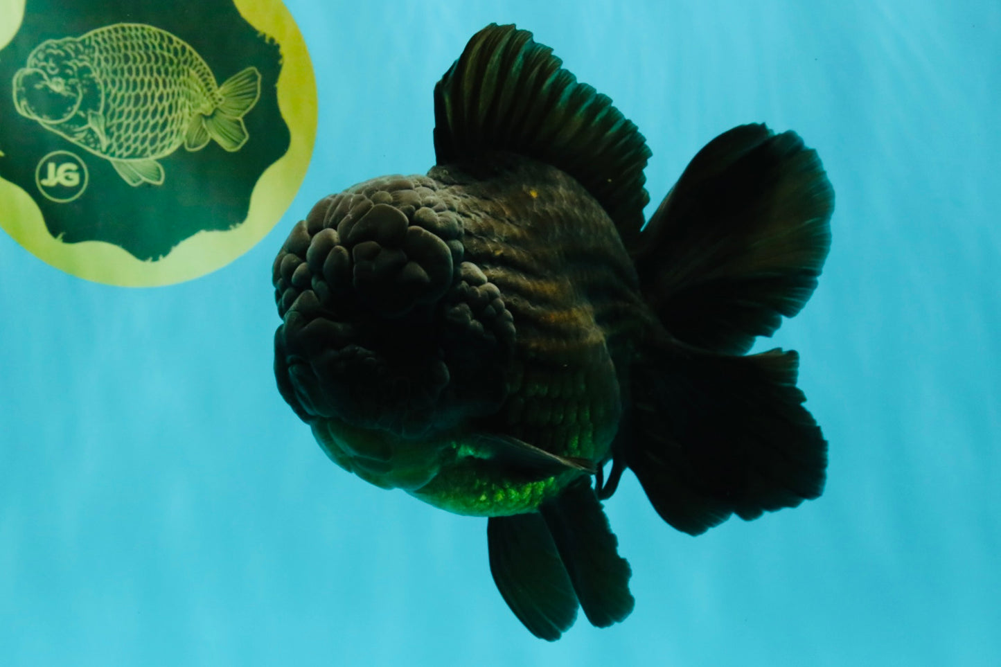 JUMBO AAA Grade Godzilla Black Oranda Male 6-6.5 inches #050826OR_01