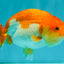 Red White Lionchu Female 4.5 inches #081426LC_14