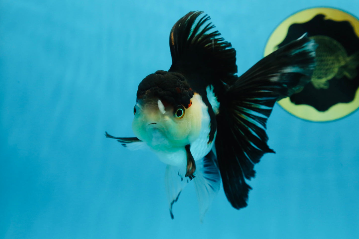 A Grade Tricolor Oranda Female 5-5.5 inches #070425OR_21