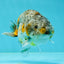 Kirin Ranchu High Back Female 4.5 inches #1004Rc_06