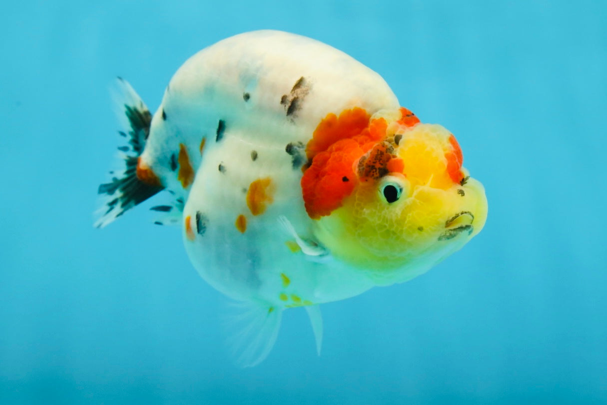 A Grade Cow Tricolor LionQueen 4 inches #050925LC_08