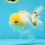White Beauty Oranda Male 5 inches #053025OR_30