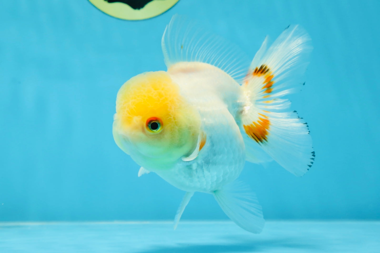 White Beauty Oranda Male 5 inches #053025OR_30