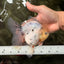 A Grade Marble Oranda Male 5.5-6 inches #062626OR_31