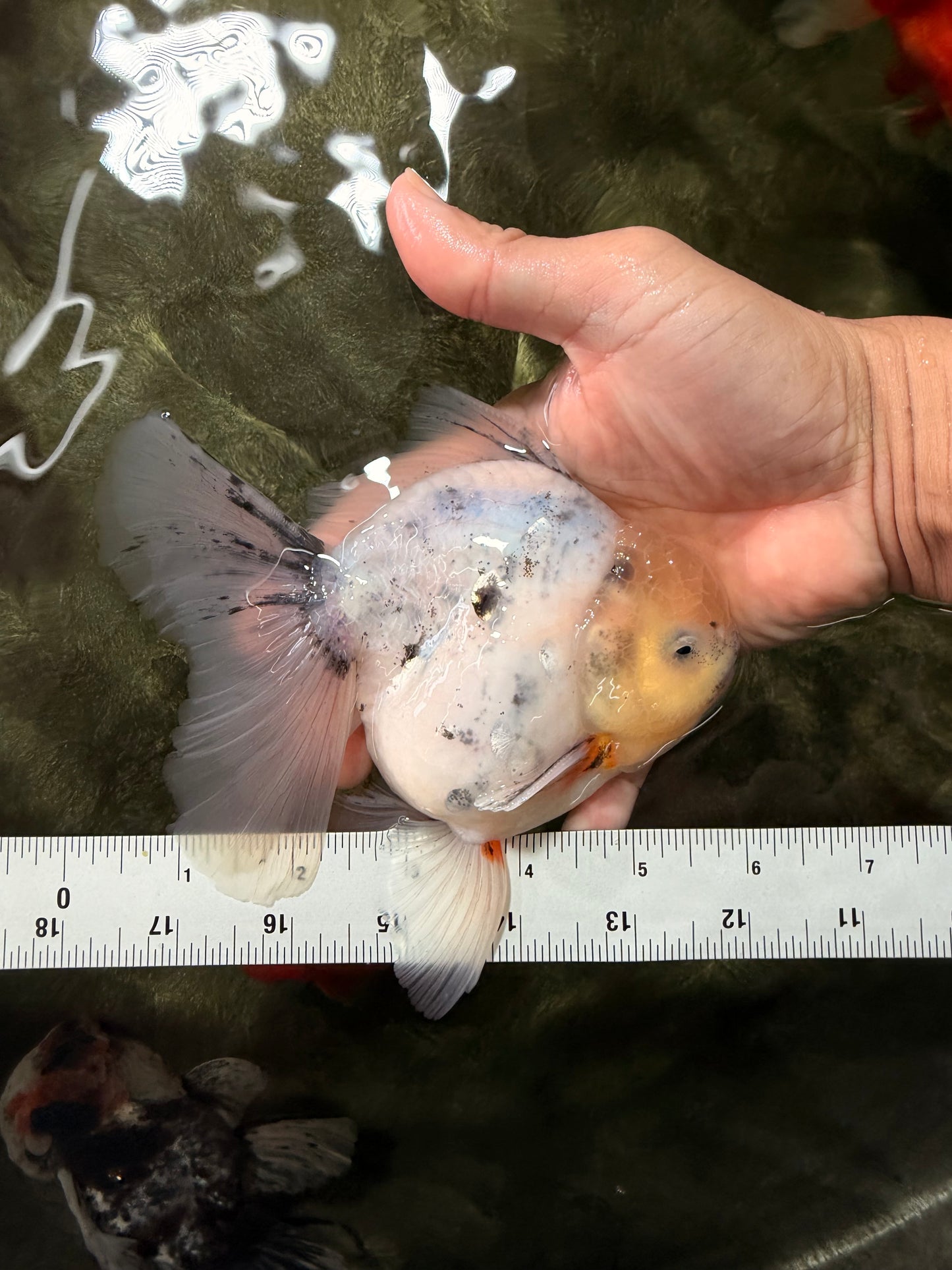 A Grade Marble Oranda Male 5.5-6 inches #062626OR_31