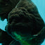 AAA Grade Super Godzilla Black Oranda Male 6.5-7 inches #061926OR_01