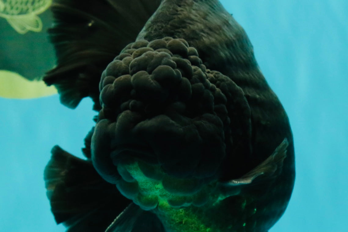 AAA Grade Super Godzilla Black Oranda Male 6.5-7 inches #061926OR_01