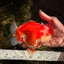 SPECIAL AAA Grade Red White Yuanbao Male 5-5.5 inches #050826YB_09