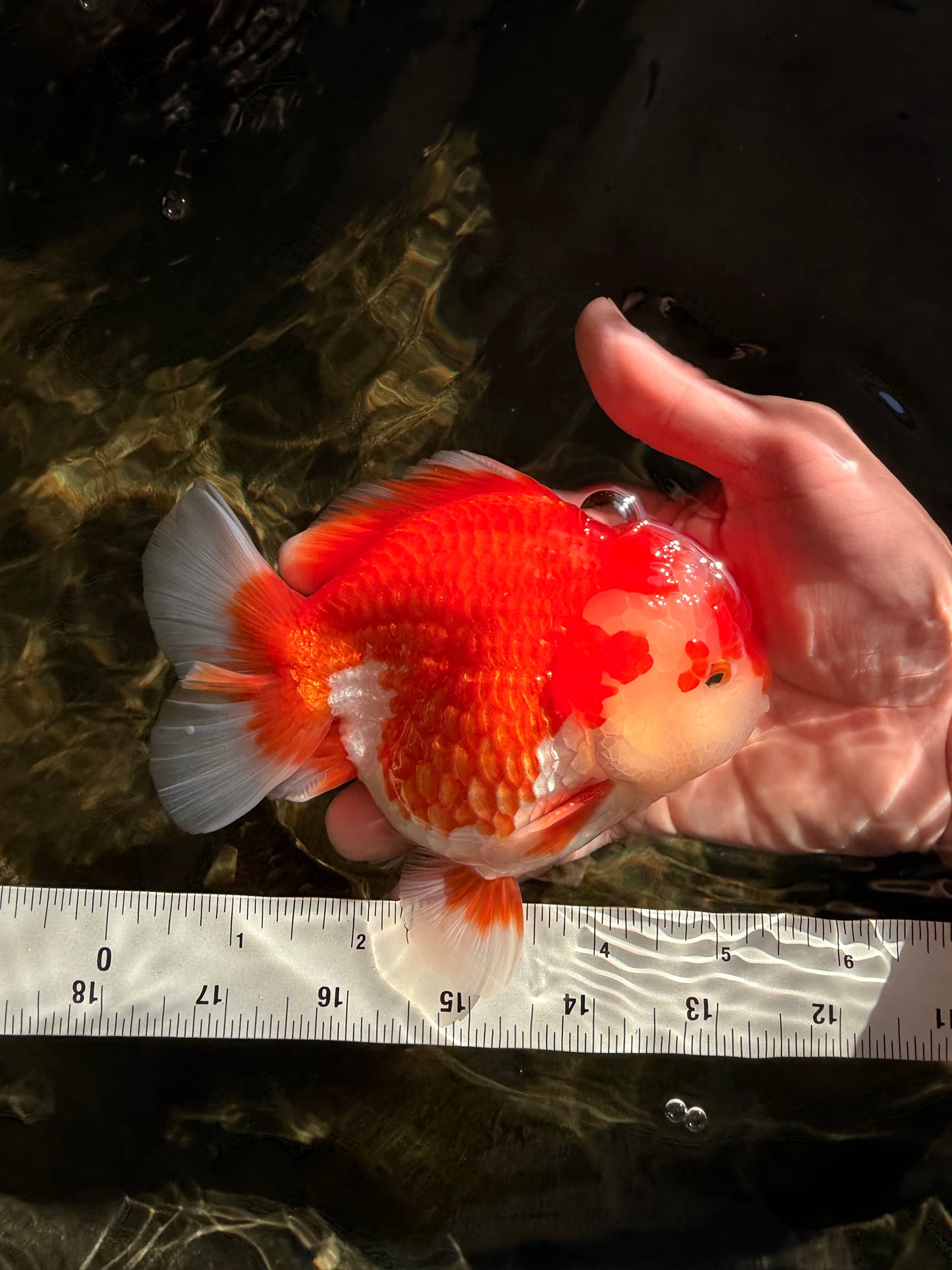 SPECIAL AAA Grade Red White Yuanbao Male 5-5.5 inches #050826YB_09