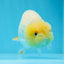 Lemonhead Lionchu Male 4 inches #0920LC_07