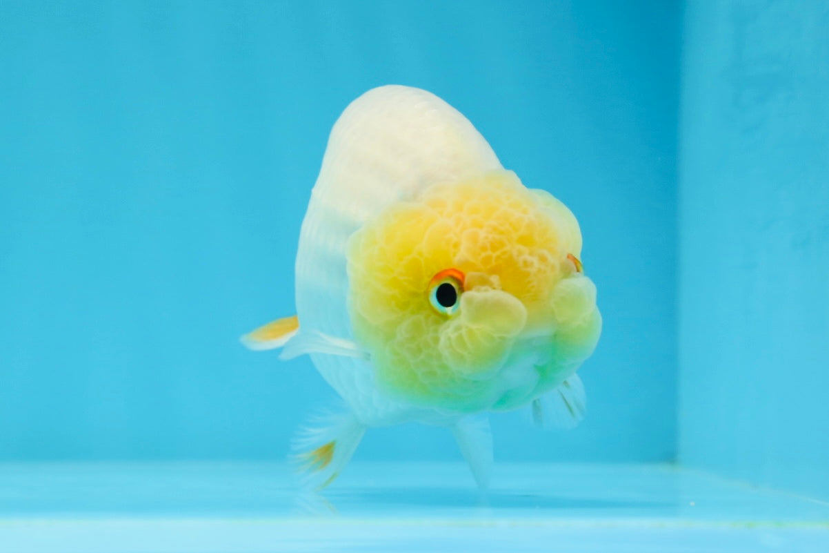 Lemonhead Lionchu Male 4 inches #0920LC_07