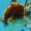 CHONKY A Grade Kirin Oranda Male 5.5 inches #121925OR_13