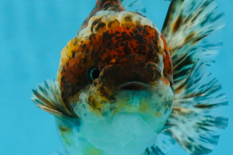 CHONKY A Grade Kirin Oranda Male 5.5 inches #121925OR_13