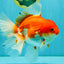 A Grade Red White Oranda Female 6.5-7 inches #050826OR_06