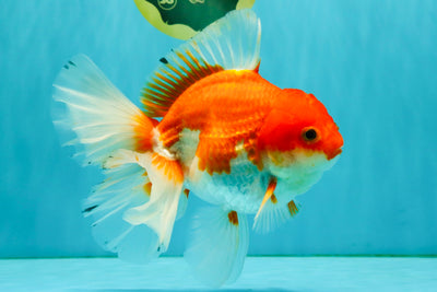 A Grade Red White Oranda Female 6.5-7 inches #050826OR_06