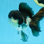 A Grade Panda Button Eyes Oranda Male 5 inches #080825OR_02