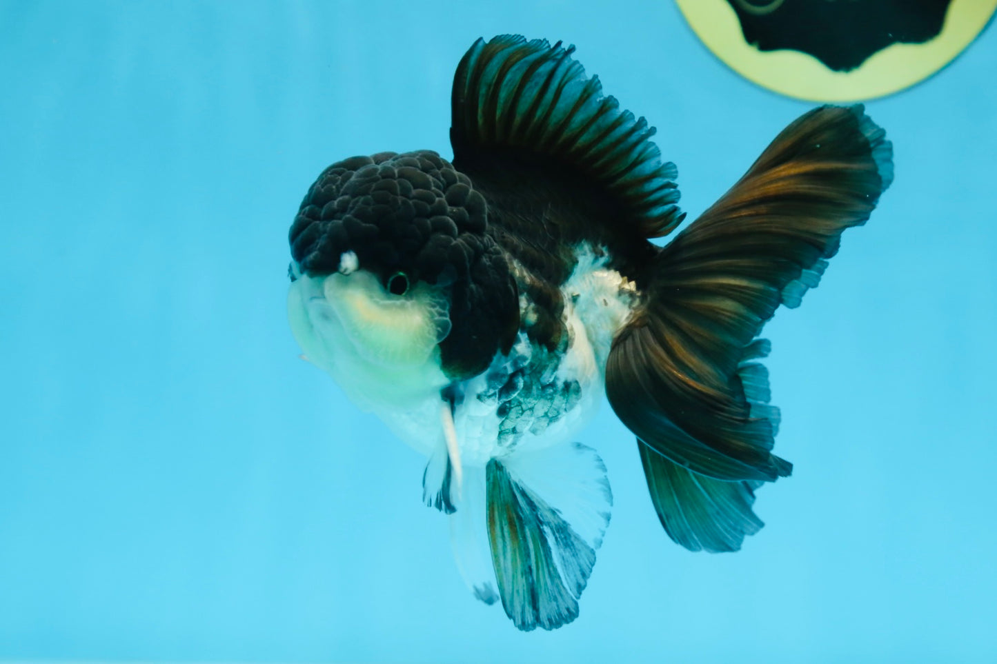 A Grade Panda Button Eyes Oranda Male 5 inches #080825OR_02